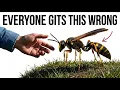 Never Kill the Mud Dauber Wasp on Your Porch Here s the Real Reason
