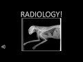 Radiology Saftey and Positioning for Veterinary Assistants