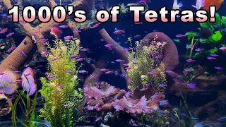 The Most Amazing Tetra in a 3000 Gallon Aquarium Cardinal Tetra Care and Breeding
