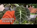 Plant shopping LOWES BOXS UPDATE I went back