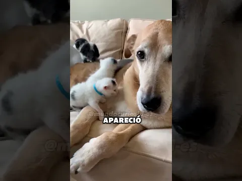 Los Gatitos Nacieron y se quedaron sin Mamá 😥  #gatos #pets #cat
