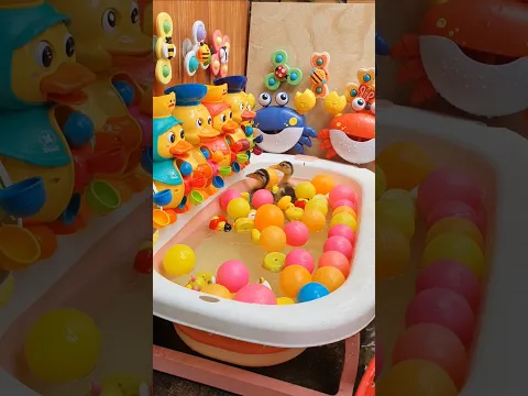 Cute Duckling 🥭😍