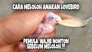 Download Begini Cara Meloloh Anakan Burung Lovebird Untuk Pemula !!! Tips Meloloh Anakan Lovebird !!! MP3