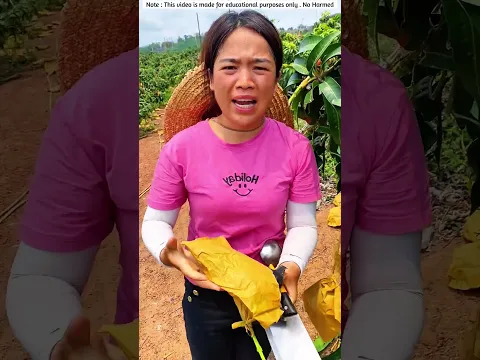 mango 🔪🔪