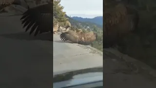 أكبر نسر في العالم 