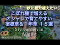 Download Lagu 【ガーデニング🍃コスパ最高の庭づくり】第２弾＊秋に絶対植えたい‼️こぼれ種で増えるオシャレで育てやすい宿根草＆1年草15選｜8月下旬🌿私の庭｜My garden late August