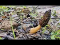 Morel mushroom hunting 2023