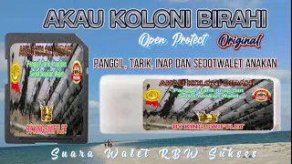 Download AKAU KOLONI BIRAHI ||Open Protect|| Viral || Suara Walet RBW Sukses MP3