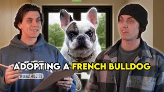 Adopting A French Bulldog