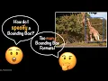 Bounding Box Formats Essentials of Object Detection
