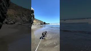 Stinson beach.. #fyp #dream #doberman #pets #youtube