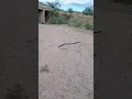 Download Lagu How fast is a Black racer snake!!! 🐍