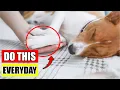 7 secrets that transform your dogs life