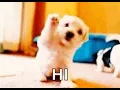 Hi Gif