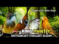 Lagu KING MASTER tembakan mewah super kasar jenggot - cilikin - katem - kenari