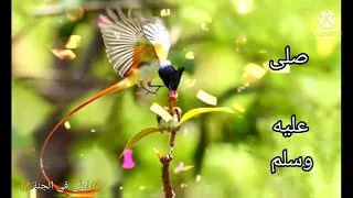 انشودة هو في قلبي الرجل الاعظم 