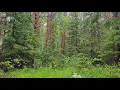 Soothing sounds of the forest. Birdsong for deep sleep, relaxation and study.