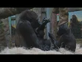 Lagu Baby Gorilla Jameela Introduction at Cleveland Metroparks Zoo