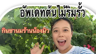 Ep1| อัพเดทต้นไม้ริมรั้ว ปลูก 3 ปีที่แล้ว |กินชานมไข่มุก 🌳🧋#minivlog #หมูหมีจัดให้ #เอ็นจอยคับผม 