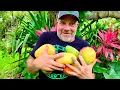 Did You Know There Are a Thousand Varieties of Mango