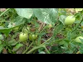 Download Lagu Plucking first Tomato 🍅 from my small kitchen garden
