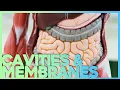 Body Cavities and Serous Membranes Corporis