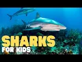 Sharks for Kids Learn all about these big fish