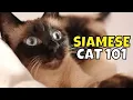Siamese Cat 101 What to Know Before Adopting One