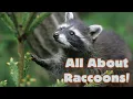 Download Lagu All About Raccoons! Animal Science for Kids #raccoon #wildlife #homeschool