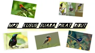 suara pikat semua burung ribut