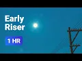 Apple - Early Riser