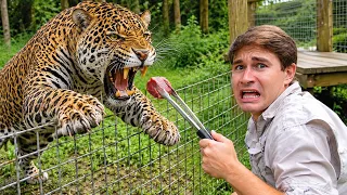 TRAINING My NEW BABY JAGUAR ! (She ate me) 