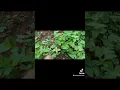 Womesa Emana - Chuga emana enukyee