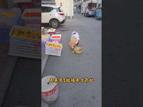 狗狗拿 10 元買菜遭攤主欺負，委屈回家，半路撿橘子重獲開心