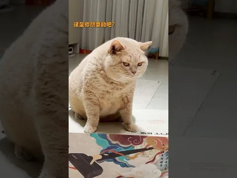 【#乔巴日记】小野：这生日不过也罢Ono: It's better not to celebrate this birthday.  #cat #乔巴日记 #布偶猫 #pets#catvideos