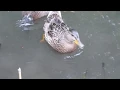 Ducks eating blueberries
