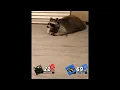 Download Lagu Raccoon play smash
