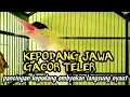 Download Lagu suara kepodang jawa gacor || kepodang emas gacor