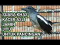 Download Lagu PANCINGAN KACER BETINA PIKAT | SUARA KHAS KACER CIER CIER BAGUS UNTUK TERAPI