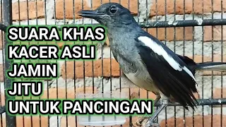 Download PANCINGAN KACER BETINA PIKAT | SUARA KHAS KACER CIER CIER BAGUS UNTUK TERAPI MP3