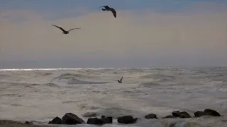 صوت البحر و طيور النورس The Sound Of Sea And Seagulls  صوت البحر و طيور النورس The Sound Of Sea And Seagulls