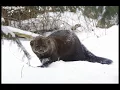 Fisher cat sound