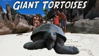 Giant Tortoises of Curieuse – Sailing Seychelles ep 7