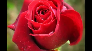 مايز البياع بكام الورد 