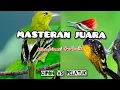 Download Lagu Masteran juara! Pelatuk vs sirtu (cipoh)