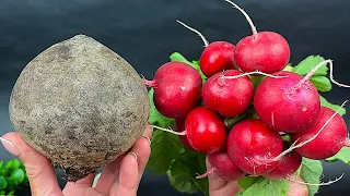 Naturalna BOMBA 🍊🍯 Nie mogę przestać jeść tego chłodnika! Buraki, ogórek i rzodkiewka!