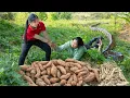 Download Lagu Harvest ANACONDA TUBER in Underground Goes to market sell - Giant Python Attack the girl | Susan