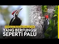 Download Lagu Selidik Kepala Burung Pelatuk yang Berfungsi Seperti Palu