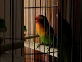 Download Lagu Real Lovebird fighter durasi 1 MENIT #lovebirdfighter #kicaulovebird #bird #parrot #shorts