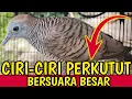 Download Lagu Ciri-ciri perkutut bersuara besar rajin bunyi gacor manggung.